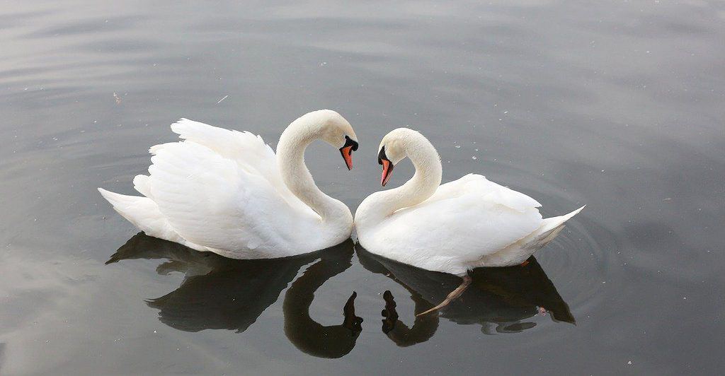 swans in prague