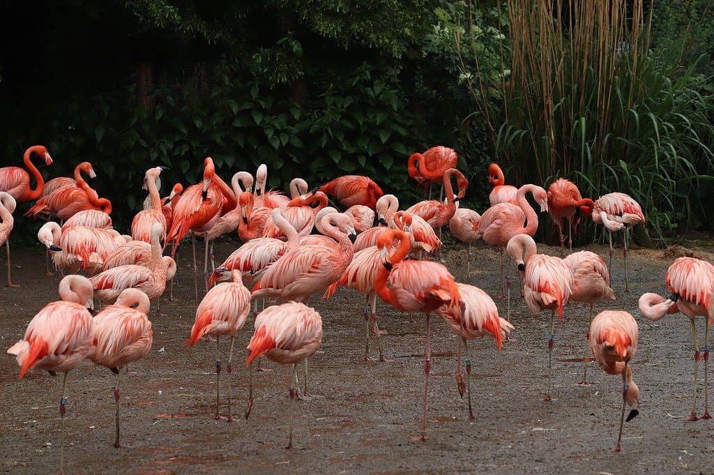 flamingoes, prague with kids, prague zoo