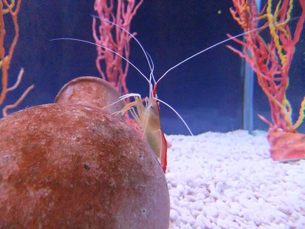 sea life centre, birmingham, shrimp