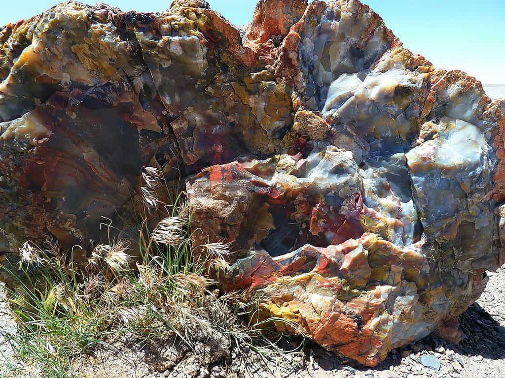 Petrified Forest, lesbos