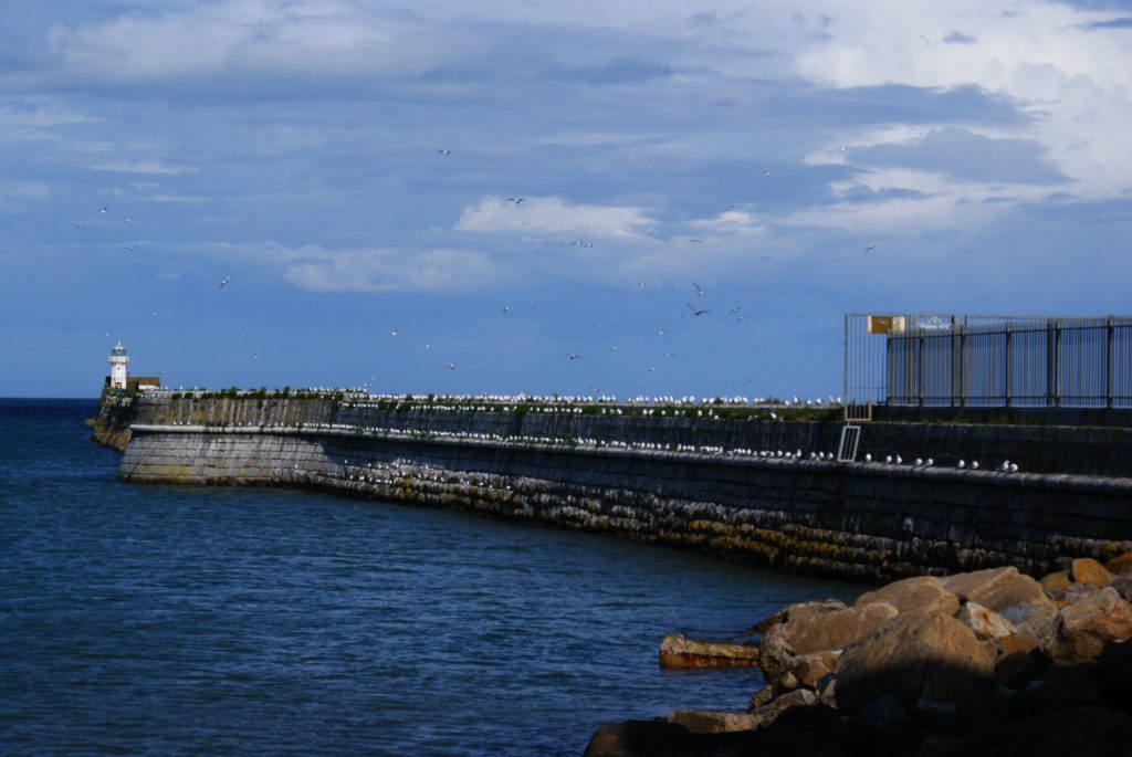 Seagulls, Aberdeen, sea, birds