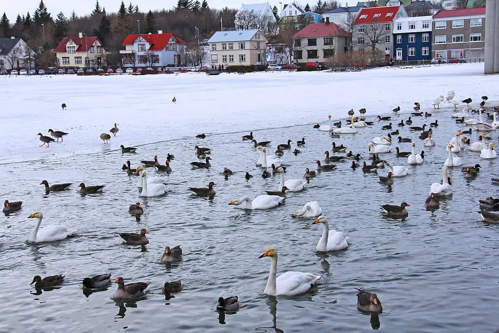  Feed the ducks on lake Tjornin, iceland with kids