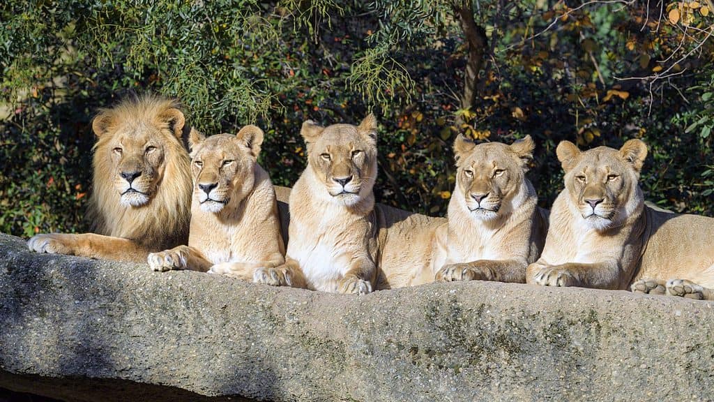 basel zoo, lions