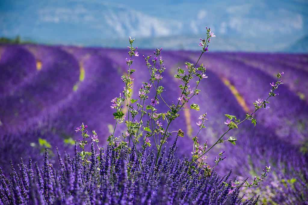 hd wallpaper, nature wallpaper, lavender