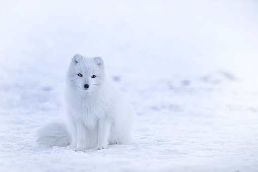 arctic foxes