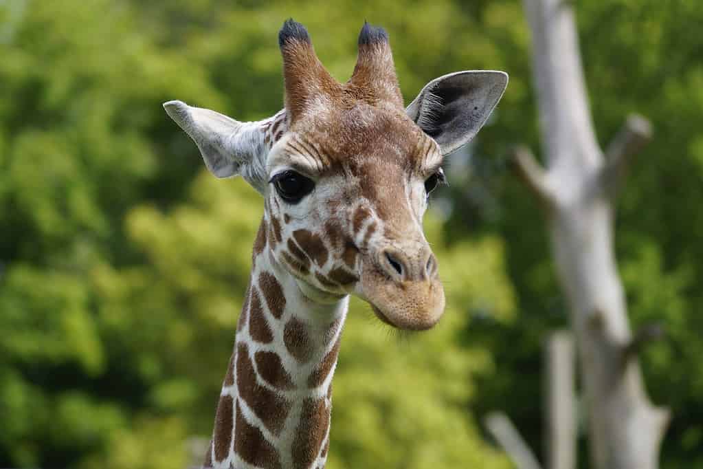 giraffe, zoo, whipsnade zoo, best Zoos in the UK