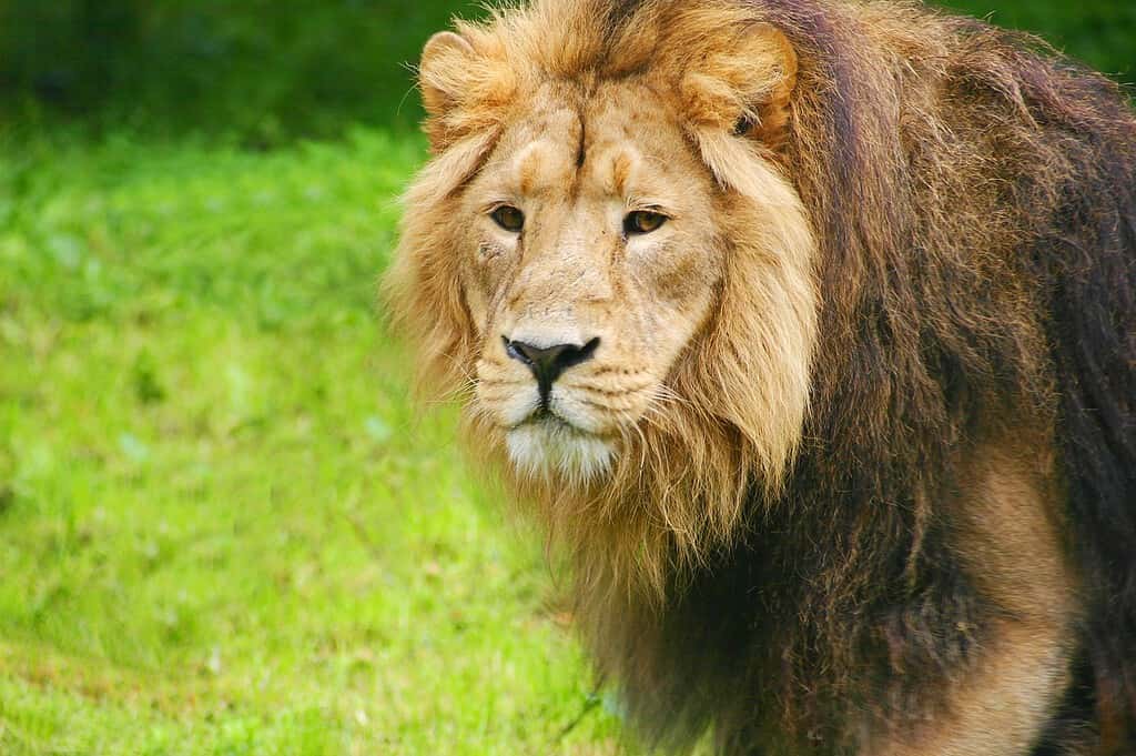 lion, zoo, chesterzoo, best UK zoos