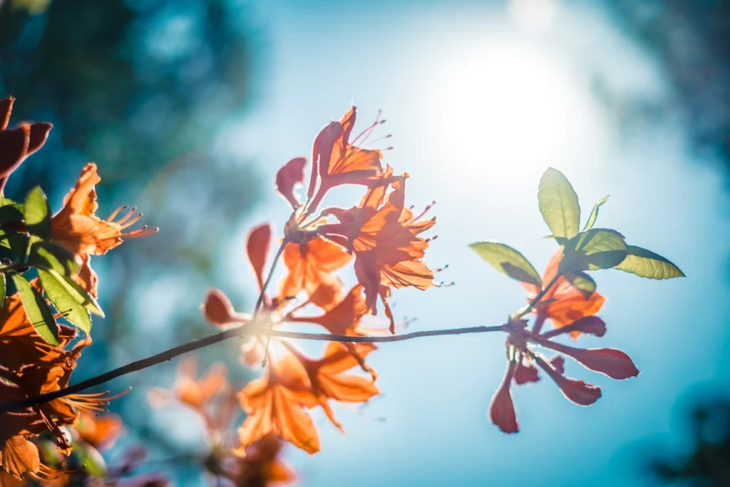  Krišjāņa Barona Botanical Garden