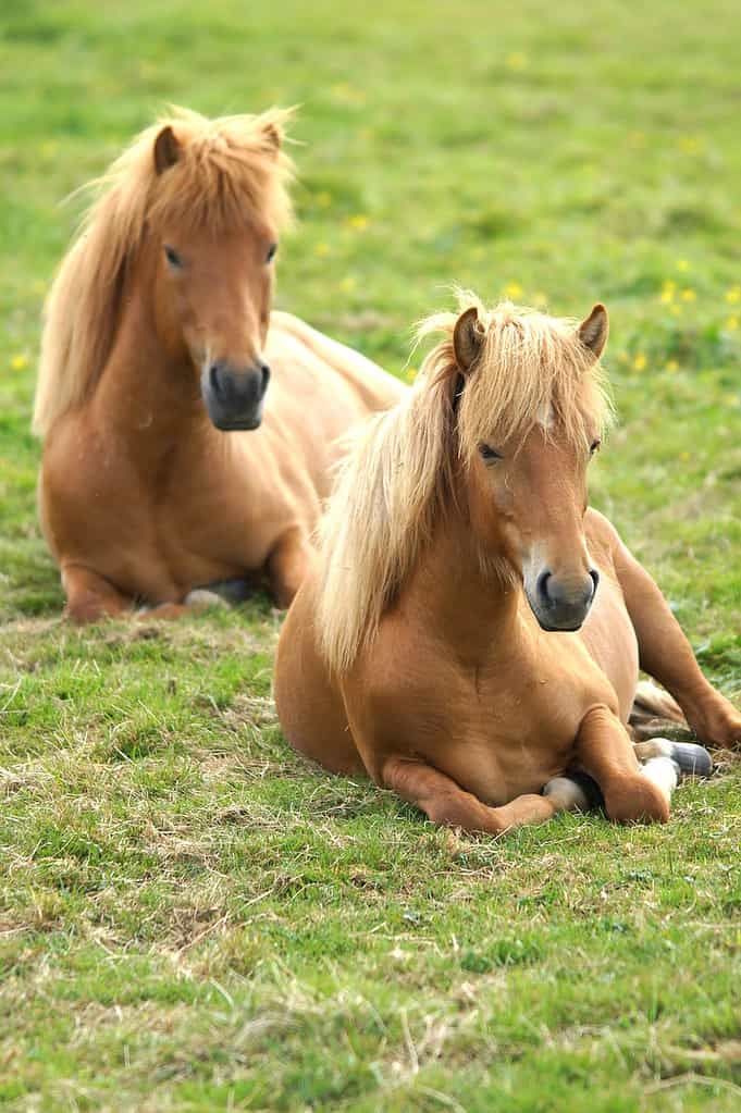 iceland, ponies, horses, fun facts about iceland for kids
