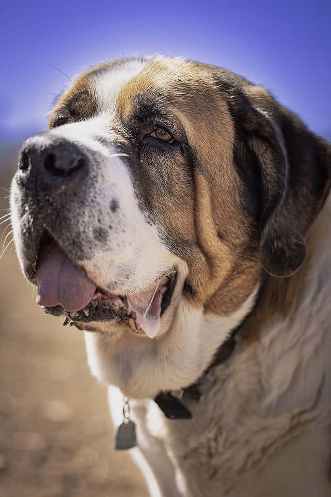 A Close-up Shot of a Saint Bernard Dog