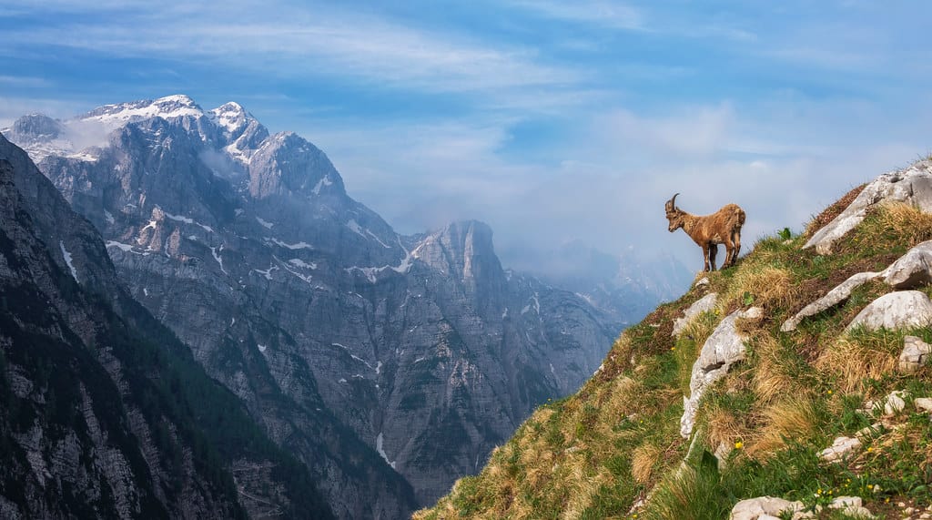 alpine ibex, national animal of switzerland