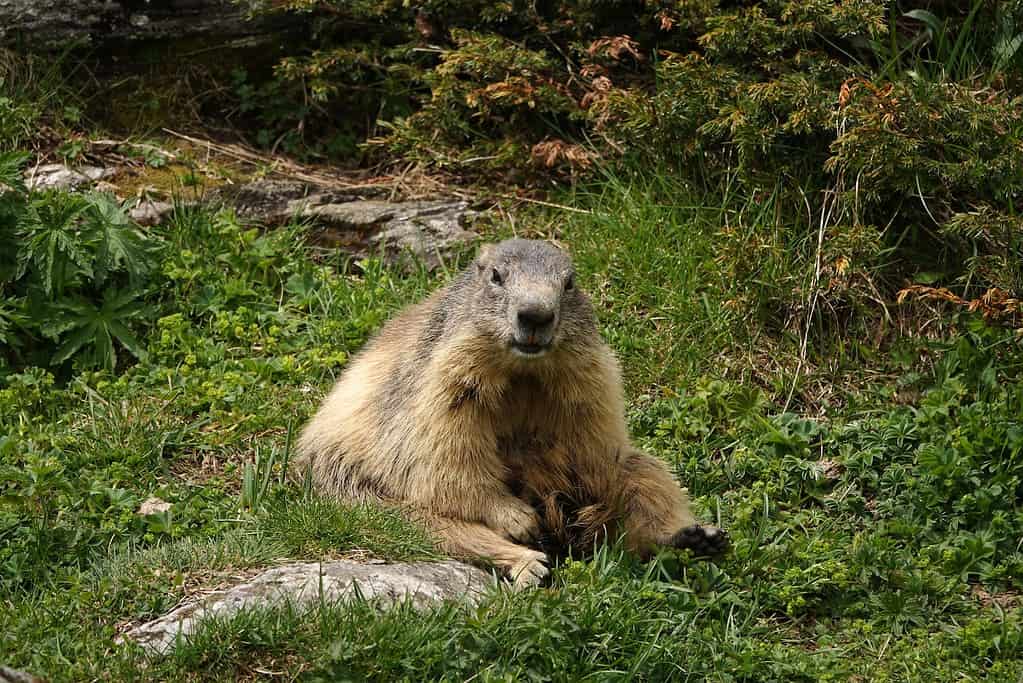 a furry animal sitting on grass, alpine marmot, national animal of switzerland