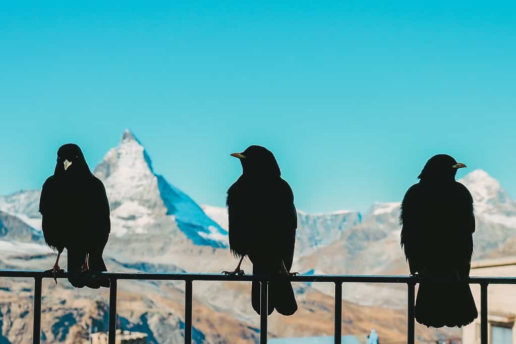 a group of birds sitting on top of a metal fence, swiss blackbird, what is the national animal of switzerland