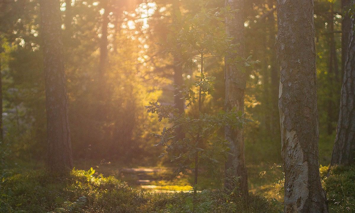 Midsummer in Finland 22nd June 2024: Your Guide