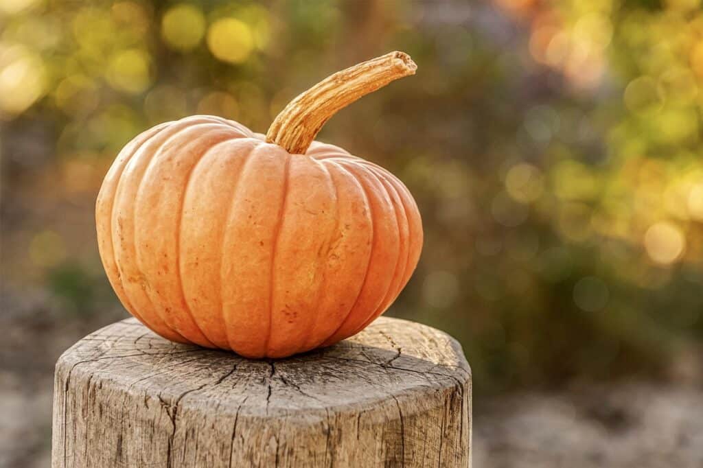 harvest, pumpkin, autumn-4454745.jpg