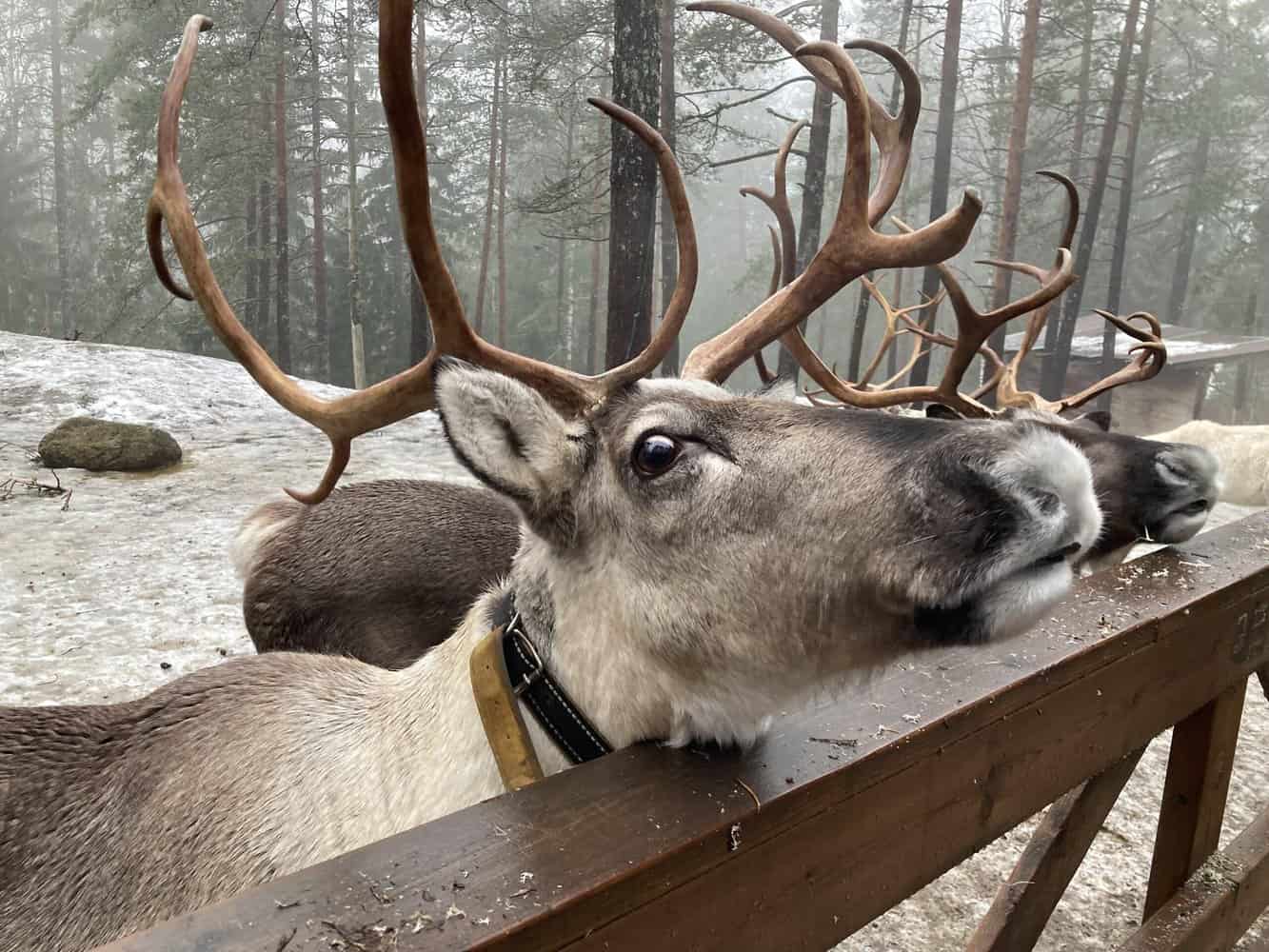 Finland’s Nuuksio National Park with Kids